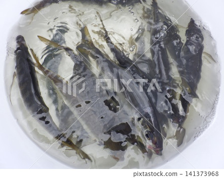 We caught a lot of horse mackerel. We caught a lot of horse mackerel. 141373968