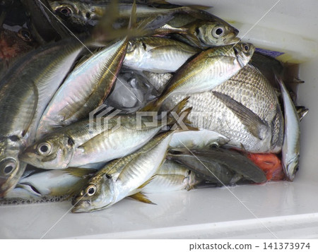 We caught a lot of horse mackerel. 141373974