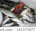 我們捕到了很多竹莢魚。 141373977