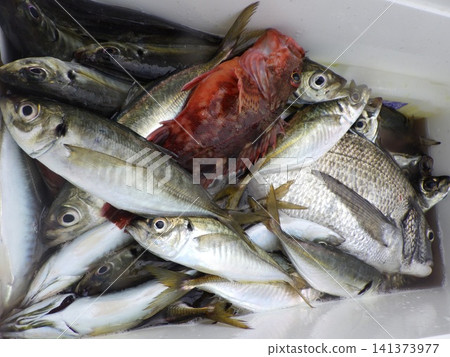我們捕到了很多竹莢魚。 我們捕到了很多竹莢魚。 141373977