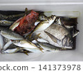 我們捕到了很多竹莢魚。 141373978