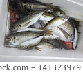 我們捕到了很多竹莢魚。 141373979