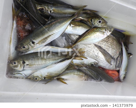 We caught a lot of horse mackerel. We caught a lot of horse mackerel. 141373979