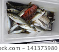 我們捕到了很多竹莢魚。 141373980