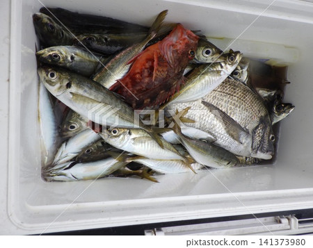 我們捕到了很多竹莢魚。 我們捕到了很多竹莢魚。 141373980