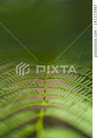 This is a close-up photo of a jacaranda leaf. This is a close-up photo of a jacaranda leaf. 141373997
