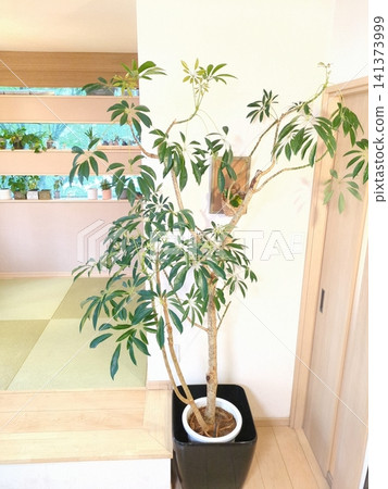 Schefflera arboricola, large houseplant in a 10-inch pot, curved shape, perfect for indoor living room decor. Schefflera arboricola, large houseplant in a 10-inch pot, curved shape, perfect for indoor living room decor. 141373999
