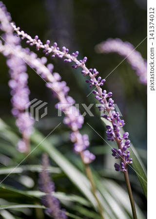 Purple lily turf flowers are in bloom. The scientific name is Liriope muscari. Purple lily turf flowers are in bloom. The scientific name is Liriope muscari. 141374012