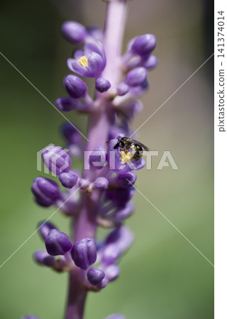 紫色的百合草皮花朵盛開。學名是Liriope muscari。 紫色的百合草皮花朵盛開。學名是Liriope muscari。 141374014