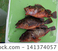 我抓到了一條蝎子魚 141374057