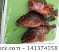 我抓到了一條蝎子魚 141374058