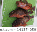 我抓到了一條蝎子魚 141374059