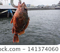 我抓到了一條蝎子魚 141374060