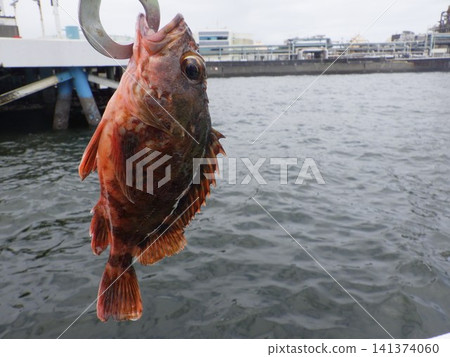 我抓到了一條蝎子魚 我抓到了一條蝎子魚 141374060