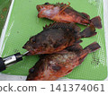 我抓到了一條蝎子魚 141374061