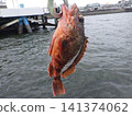 我抓到了一條蝎子魚 141374062