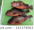 我抓到了一條蝎子魚 141374063