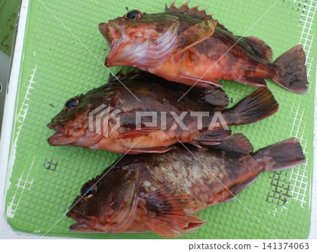 I caught a scorpion fish I caught a scorpion fish 141374063