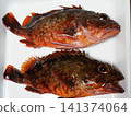 我抓到了一條蝎子魚 141374064