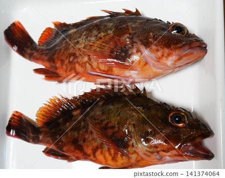我抓到了一條蝎子魚 我抓到了一條蝎子魚 141374064