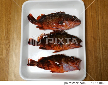 I caught a scorpion fish I caught a scorpion fish 141374065