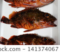 我抓到了一條蝎子魚 141374067