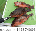 東京灣捕獲了大量石斑魚。 141374084