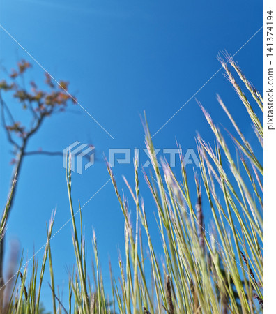This is a low view of Indica grass. 141374194