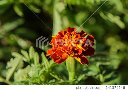 a vibrant marigold flower blooms brightly in a lush outdoor garden setting, showcasing its vivid red and yellow petals against a backdrop of green leaves and stems. a vibrant marigold flower blooms brightly in a lush outdoor garden setting, showcasing its vivid red and yellow petals against a backdrop of green leaves and stems. 141374246