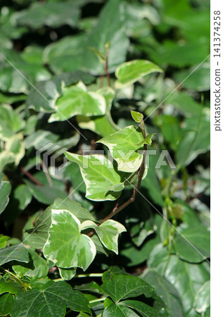 variegated ivy leaves growing outdoors in a serene garden setting close-up with natural green and white tones and a clean background for editorial and educational use. variegated ivy leaves growing outdoors in a serene garden setting close-up with natural green and white tones and a clean background for editorial and educational use. 141374258