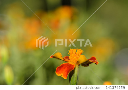 serene tagetes flower blooming in vibrant orange and yellow hues in an outdoor garden setting with a close-up perspective, capturing the delicate petals and stamen. serene tagetes flower blooming in vibrant orange and yellow hues in an outdoor garden setting with a close-up perspective, capturing the delicate petals and stamen. 141374259