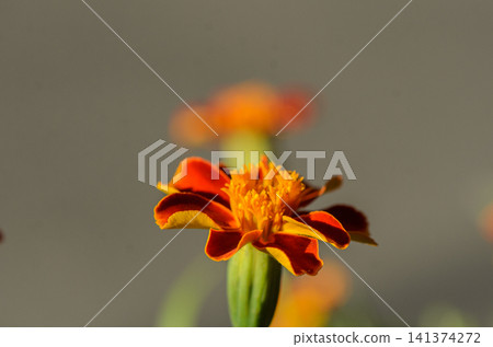 serene and vibrant tagetes patula flower in a natural outdoor setting with a close-up top-down perspective, showcasing its delicate petals and stamen in vivid orange and yellow hues. serene and vibrant tagetes patula flower in a natural outdoor setting with a close-up top-down perspective, showcasing its delicate petals and stamen in vivid orange and yellow hues. 141374272