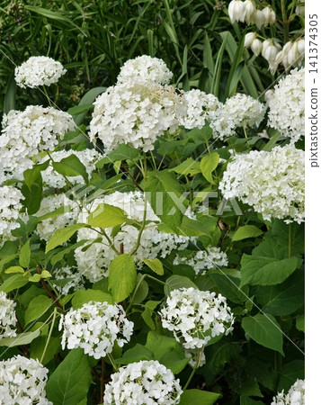 Abundant White Smooth Hydrangea Blooms Among Green Foliage 141374305