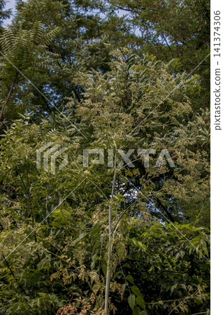 Full Mature Poison Hemlock Plant with Fruiting Umbels 141374306