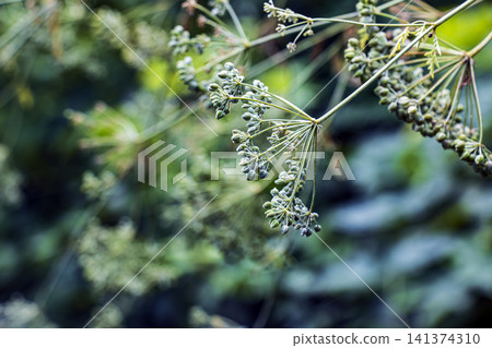 Developing Ribbed Fruits in a Poison Hemlock Umbel Developing Ribbed Fruits in a Poison Hemlock Umbel 141374310