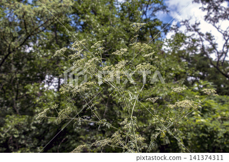 Mature Poison Hemlock with Numerous Compound Umbels Mature Poison Hemlock with Numerous Compound Umbels 141374311