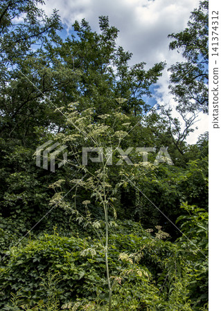 Tall Poison Hemlock Plant Growing Among Garden Trees Tall Poison Hemlock Plant Growing Among Garden Trees 141374312