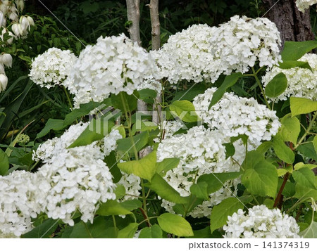 Flowering Smooth Hydrangea Shrub with Multiple White Blooms Flowering Smooth Hydrangea Shrub with Multiple White Blooms 141374319