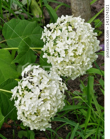 White Smooth Hydrangea Flower Heads in a Summer Garden White Smooth Hydrangea Flower Heads in a Summer Garden 141374321