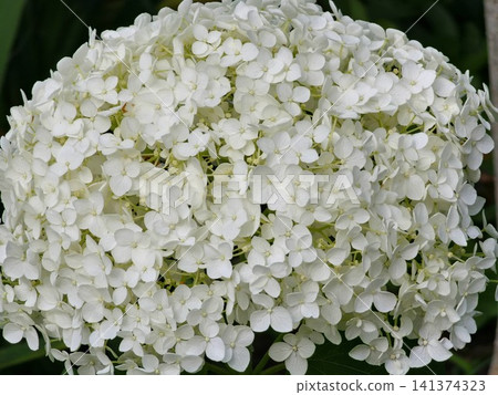 Dense White Smooth Hydrangea Inflorescence Close-Up Dense White Smooth Hydrangea Inflorescence Close-Up 141374323