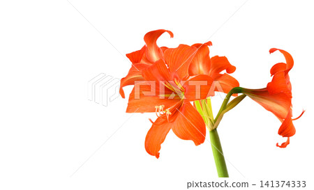 opened orange amaryllis flower on a stem opened orange amaryllis flower on a stem 141374333
