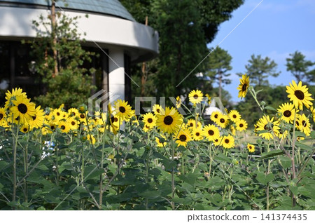 sunflower sunflower 141374435