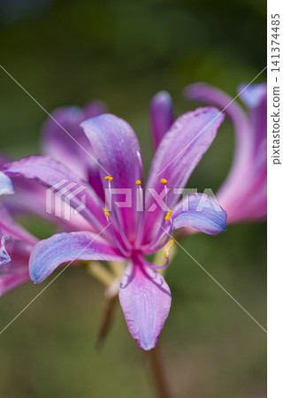 Licorice: Pink flowers of sprengerii (purple foxglove) are in bloom. Licorice: Pink flowers of sprengerii (purple foxglove) are in bloom. 141374485