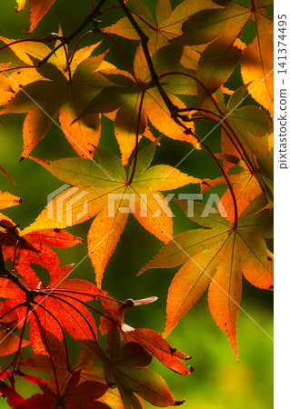 The autumn leaves display a beautiful gradient of green, yellow, orange, and red. The autumn leaves display a beautiful gradient of green, yellow, orange, and red. 141374495