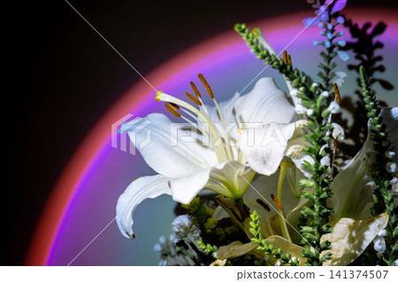 White lily bouquet highlighted by warm spotlight sunset lamp against dark background White lily bouquet highlighted by warm spotlight sunset lamp against dark background 141374507