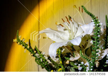 Close-up of white lily flowers with green foliage highlighted by colorful rainbow light against dark background with dramatic contrast and copy space. Close-up of white lily flowers with green foliage highlighted by colorful rainbow light against dark background with dramatic contrast and copy space. 141374508