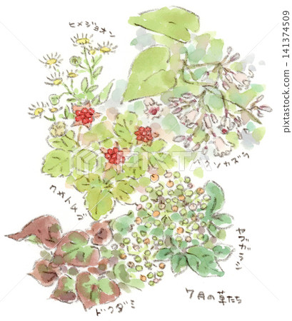 Watercolor illustrations of plants in July, wildflowers encountered along a greenway. Watercolor illustrations of plants in July, wildflowers encountered along a greenway. 141374509