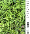 Weed 141374517