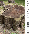  Decayed stump 141374518