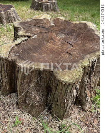 Decayed stump Decayed stump 141374518